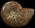 Flashy Red Iridescent Ammonite - Wide #52322-1